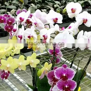 Maxpower Seedbed With Aluminium Alloy Frame thumbnail-1