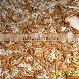 Bird Foods 2.5--2.8 cm Microwave Dried Yellow Mealworms thumbnail-1