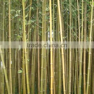 Fake Bamboo Plant Sticks ,Artificial Bamboo Poles Lucky Bamboo Garden Decorative thumbnail-3
