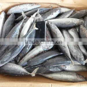 FROZEN BONITO WHOLE ROUND thumbnail-1
