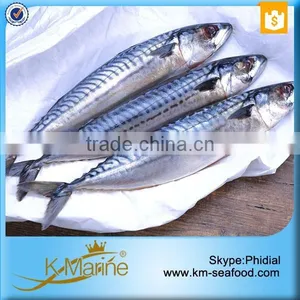 Hot Selling Cheap Frozen Mackerel Price in China thumbnail-3