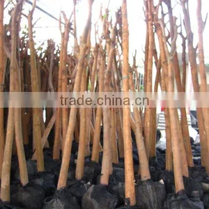 Ficus Religiosa for Shipment thumbnail-1