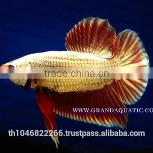 Betta Fish Farm For Sale and Aquarium Fish Exporter thumbnail-1