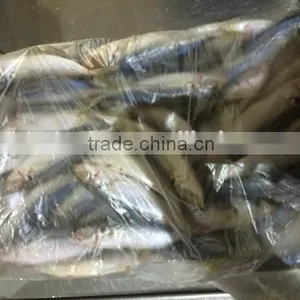 Frozen Mackerel Fish Equus Lacertus With Size 90 - 110 g / Pcs thumbnail-3