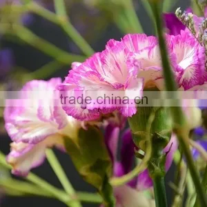 Factory Darb Single Head Carnation thumbnail-3