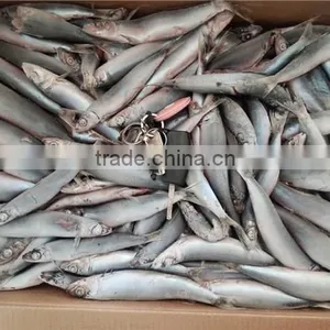 Grade A Sea Frozen Sardine Sardinella Longiceps for Canning thumbnail-2