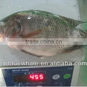 90%NW 300-500G Good Price Tilapia thumbnail-1