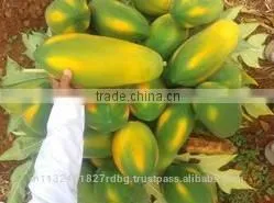Fresh Papya Exporters in India thumbnail-2