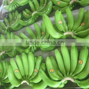 Fresh Cavendish Banana thumbnail-1