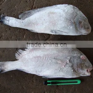 SWEETLIP SNAPPER WHOLE (SEAFROZEN) thumbnail-1