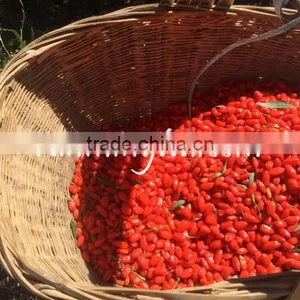 China Dried Fresh Goji Berry thumbnail-5