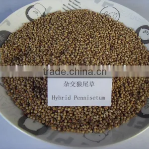 Chinese Hybrid Pennisetum Grass Seed thumbnail-1