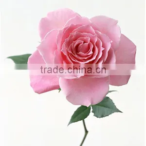 Wholesale Grade A Fresh Roses From India Fresh Rose Petals thumbnail-2