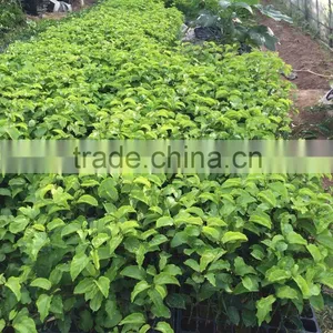 Grafted Passion Fruit Tree Seedlings thumbnail-4