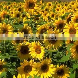 Free Samples Offered Wunflower Seeds Wholesale thumbnail-2