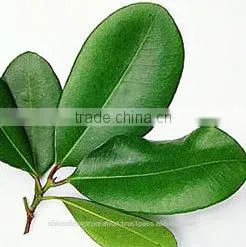 Bay Leaf Oil thumbnail-1