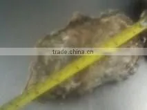 Live Pacific Oyster thumbnail-5