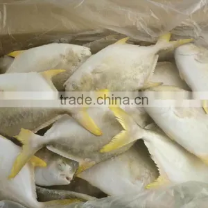 Golden Pomfret Quality Good thumbnail-2