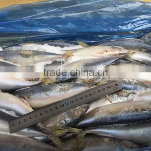Block Frozen Pacific Mackerel thumbnail-2