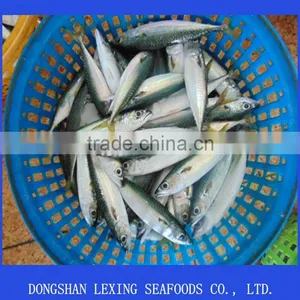 Frozen Pacific Mackerel thumbnail-1