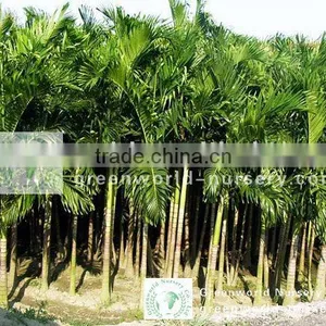 Veitchia Merrillii Christmas Palm Tree thumbnail-1