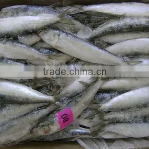 Frozen Sardine From Chinese Manufacture thumbnail-3