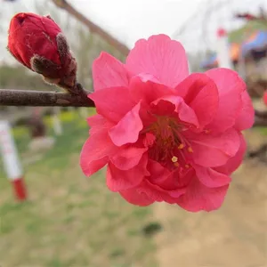 Price List of Small Prunus Persica Var. Duplex Seedlings, Quotation of Prunus Persica Var. Duplex, One Prunus Persica Var. Duplex Tree thumbnail-1