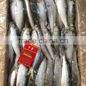 2015 Frozen Sardine wr for Fishing Bait 90-120pcs/ctn thumbnail-3