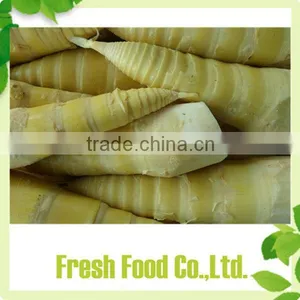 Quick Delivery Frozen Bamboo Shoots thumbnail-1