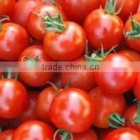 36/38% Tomato Paste thumbnail-1