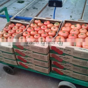 Bef Tomato thumbnail-1