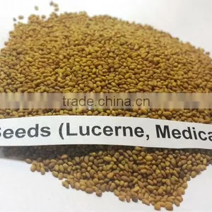 Alfalfa Seeds thumbnail-1