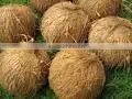 Fresh Coconuts Exporter thumbnail-1