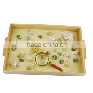 Montessori Practical Life Material for Explore Beech and Shells thumbnail-1