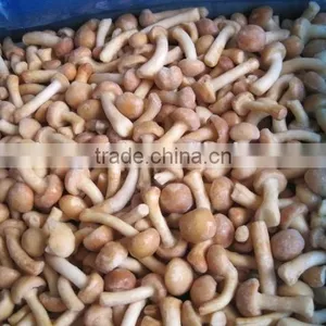 IQF Frozen Nameko Mushroom thumbnail-1