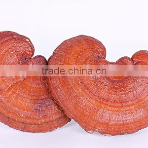 Excellent Reishi Mushroom Extract Powder thumbnail-1