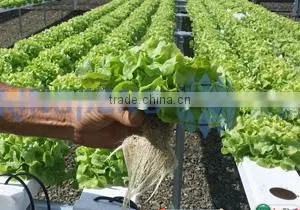 Agricultural NFT Cultivation Channel Used Greenhouse thumbnail-2