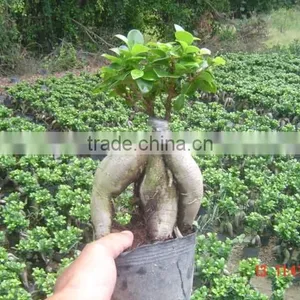 Ginseng Ficus Indoor Bonsai Wholesale thumbnail-1