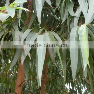 Best Price and High Quality Natrural Eucalyptus Essential Oil With Private Label thumbnail-3