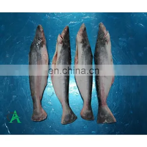 Wholesale for Fresh and Frozen IQF Basa, Pangasius Fish From Vietnam thumbnail-1