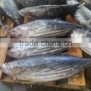 Brine Frozen Skip Jack Tuna Whole Round on Board thumbnail-2