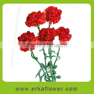 Natural Promotional Fresh Cut Carnation Flower Arrangements thumbnail-2