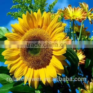Fashion Hot Sale Beautiful Flower Sunflower For Gift thumbnail-1