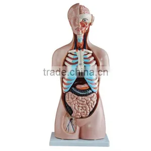 Dual Sex Torso Model With Open Back 17parts thumbnail-1