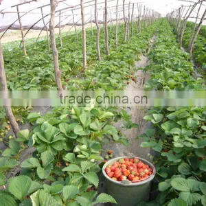 New Fresh Dandong Big Size Strawberry thumbnail-2