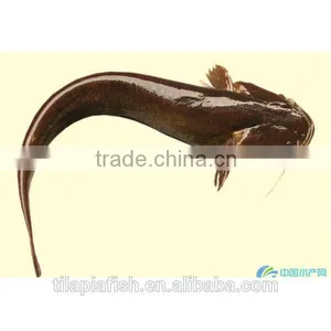 Fat Frozen Whole Catfish for Sale thumbnail-1