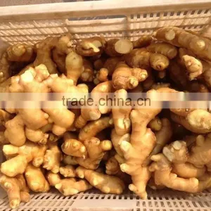 China New Fresh Ginger thumbnail-2