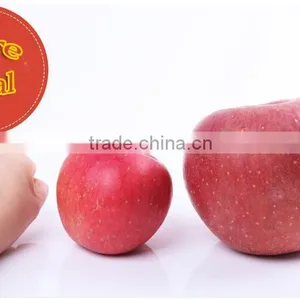 New 2016 Professional Delicious High Quality Fresh Red Hanfu Apple thumbnail-2