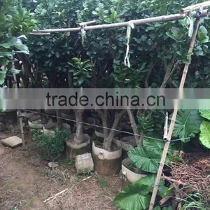 Pomelo Fruit Tree thumbnail-1