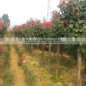 Natural Product Type Potted Rose thumbnail-4